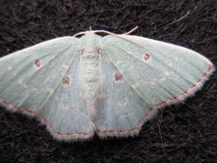 Comostola subtiliaria