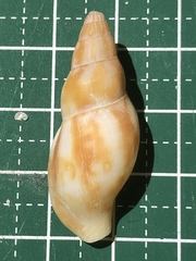 Pisania ignea