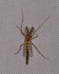 Chironomus plumosus