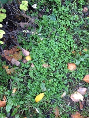 Stellaria media