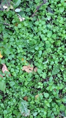 Stellaria media