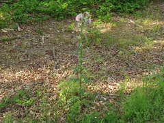 Cirsium horridulum megacanthum