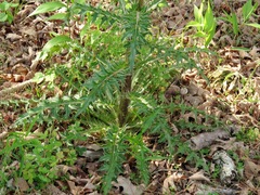 Cirsium horridulum megacanthum