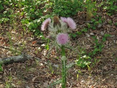Cirsium horridulum megacanthum