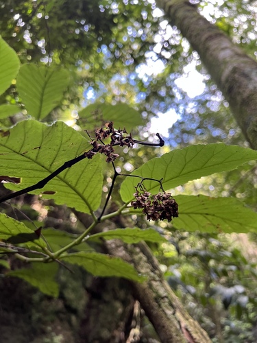 Begonia arborescens, 2025-07-15