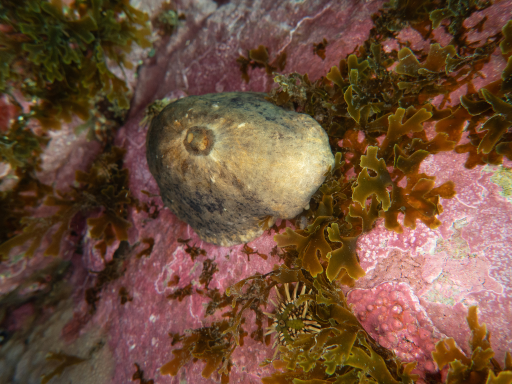 Fleshy Keyhole Limpet