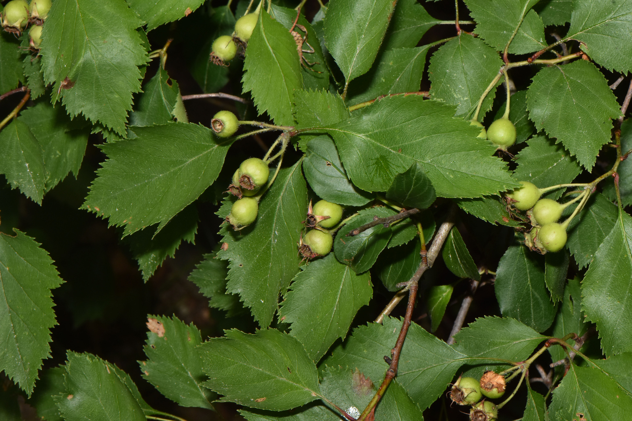 Crataegus stonei