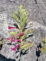 Hypoestes isalensis image