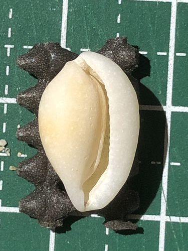 マメウサギ