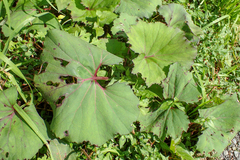 Petasites formosanus
