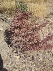 Halogeton glomeratus