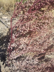 Halogeton glomeratus