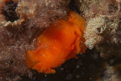 Doriopsilla peculiaris
