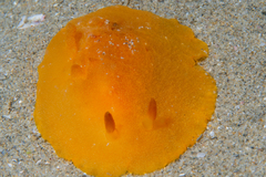 Doriopsilla peculiaris