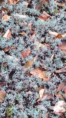 Artemisia austriaca