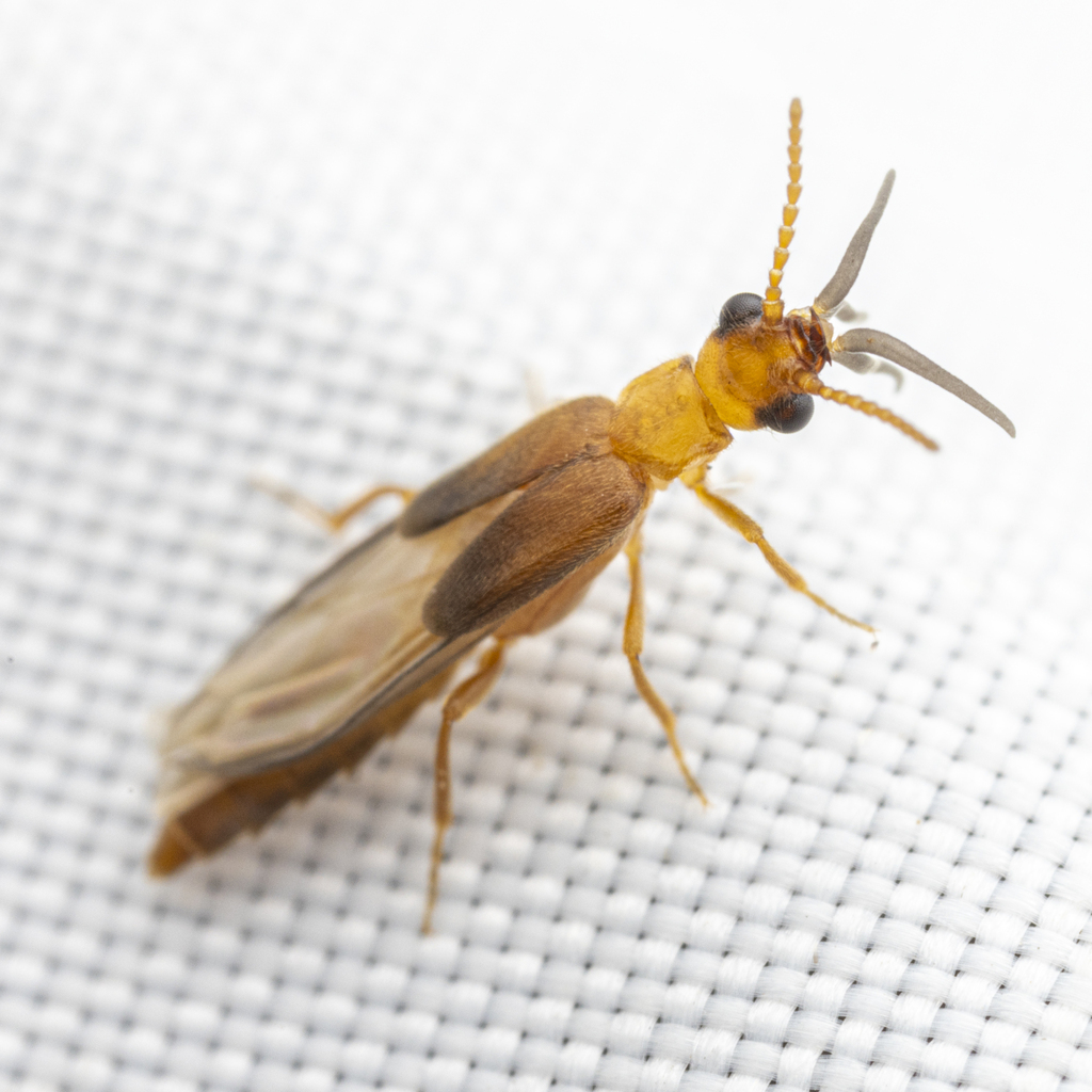 Long-lipped Beetles