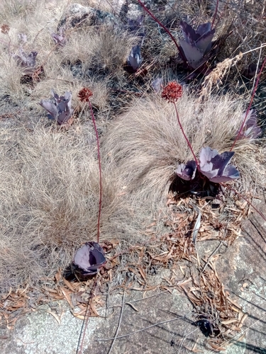 Kalanchoe synsepala