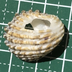 Nerita exuvia