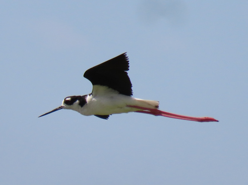 Black-necked Stilt