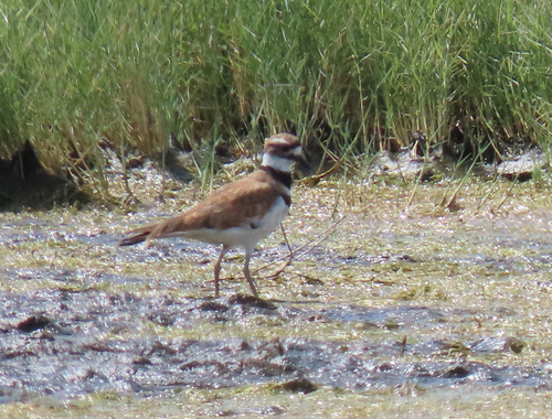Killdeer