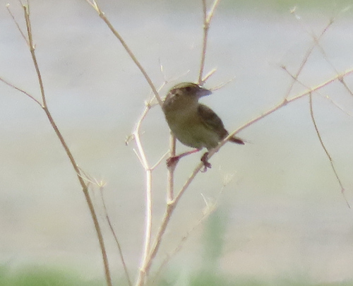 Grasshopper Sparrow