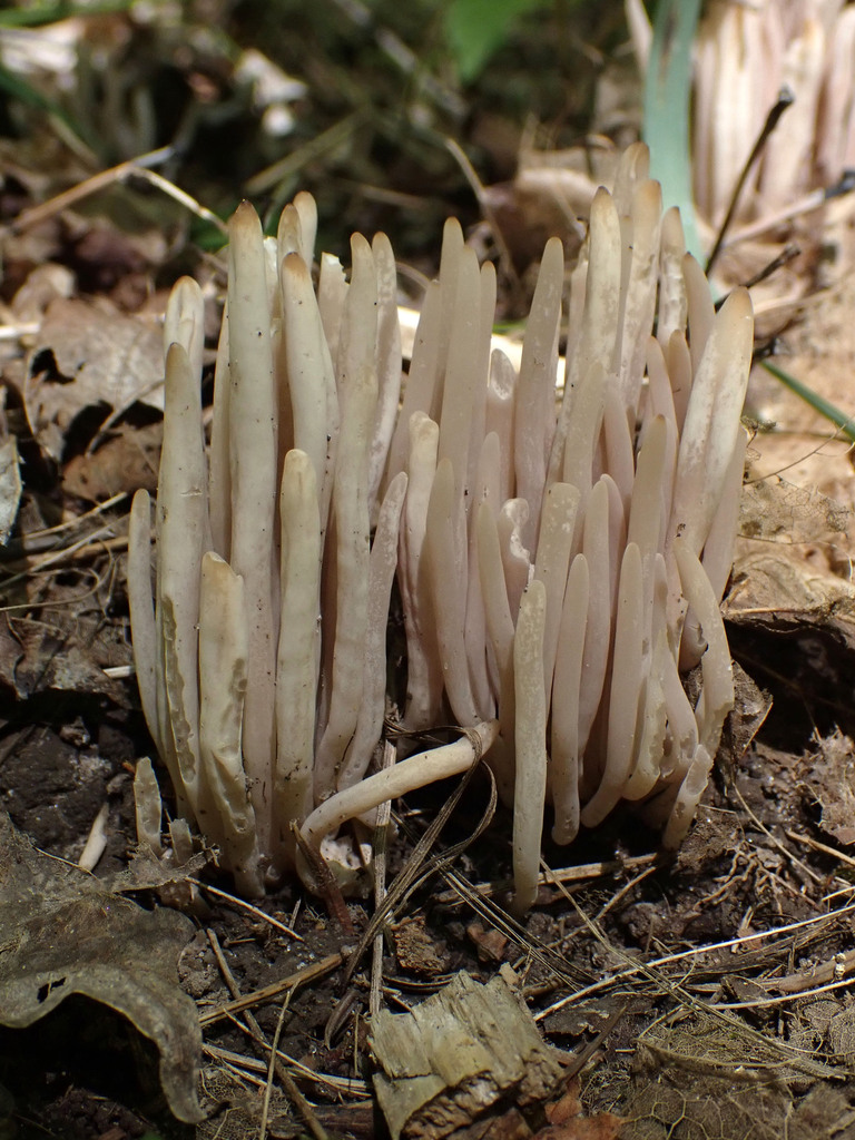Clavaria rubicundula