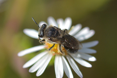 Colletes simulans