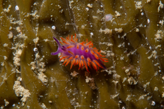 Flabellina