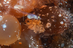 Caldukia affinis