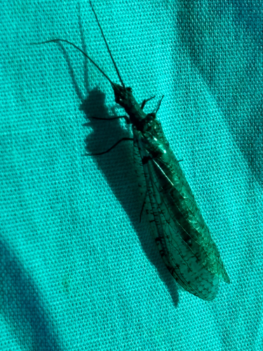 iNaturalist observation photo of Protochauliodes