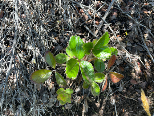 Fragaria chiloensis observed 2025-07-13