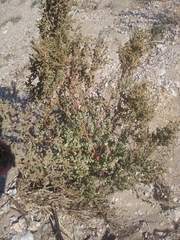 Halogeton glomeratus