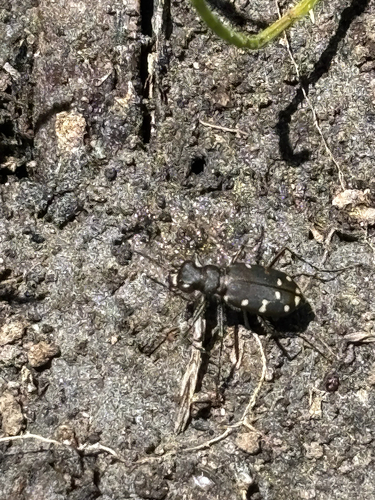 iNaturalist observation photo of Western Tiger Beetle