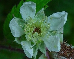 Rubus multifidus