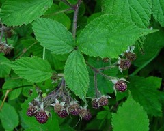 Rubus multifidus