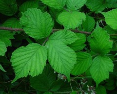 Rubus multifidus