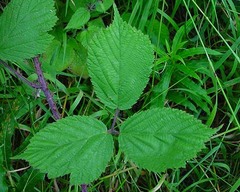 Rubus multifidus