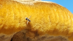 Myennis octopunctata