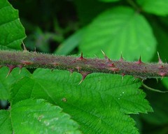 Rubus multifidus