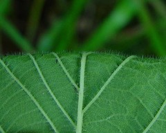 Rubus multifidus