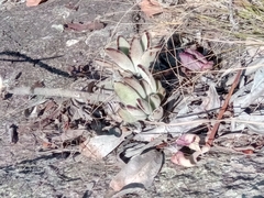 Kalanchoe tomentosa image