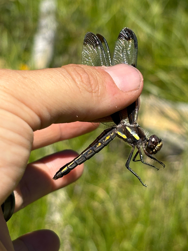 iNaturalist observation photo of Twelve-spotted Skimmer