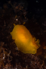 Doriopsilla peculiaris