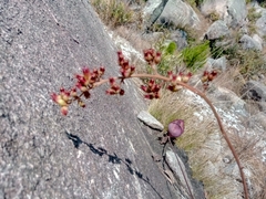 Kalanchoe tomentosa image