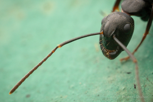 Eastern Black Carpenter Ant, Oklahoma, US, photo 6 of 10