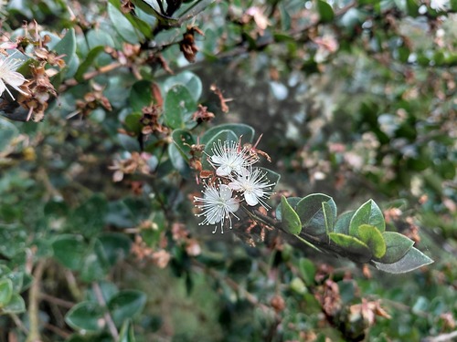 Myrcianthes leucoxyla, photograph 3