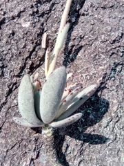 Kalanchoe tomentosa image