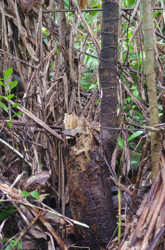 Anthocleista longifolia image