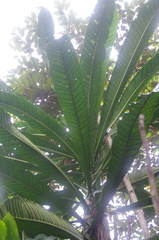 Anthocleista longifolia image