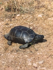 Testudo marginata